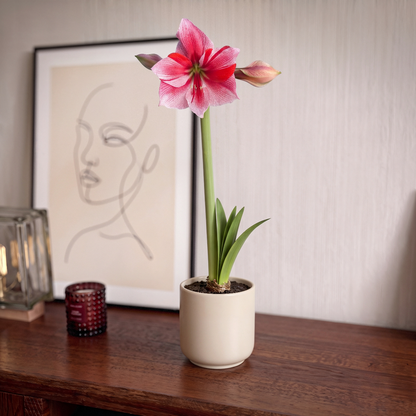 Amaryllis Gervase