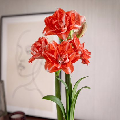 Amaryllis Double Shine