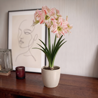 Amaryllis Aphrodite