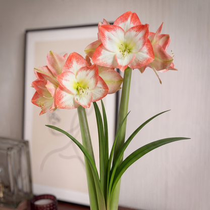 Amaryllis Sofia