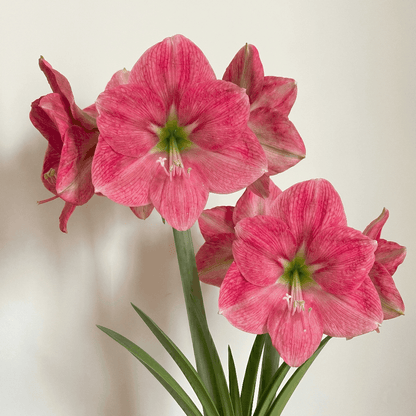 Amaryllis Breathless