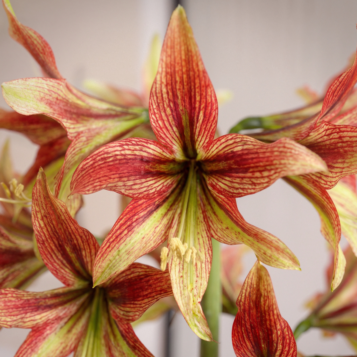 Amaryllis (Hippeastrum) Mystica