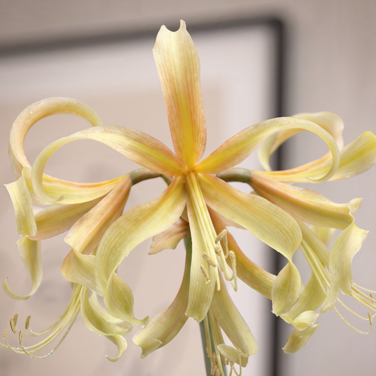 Amaryllis (Hippeastrum) Saffron