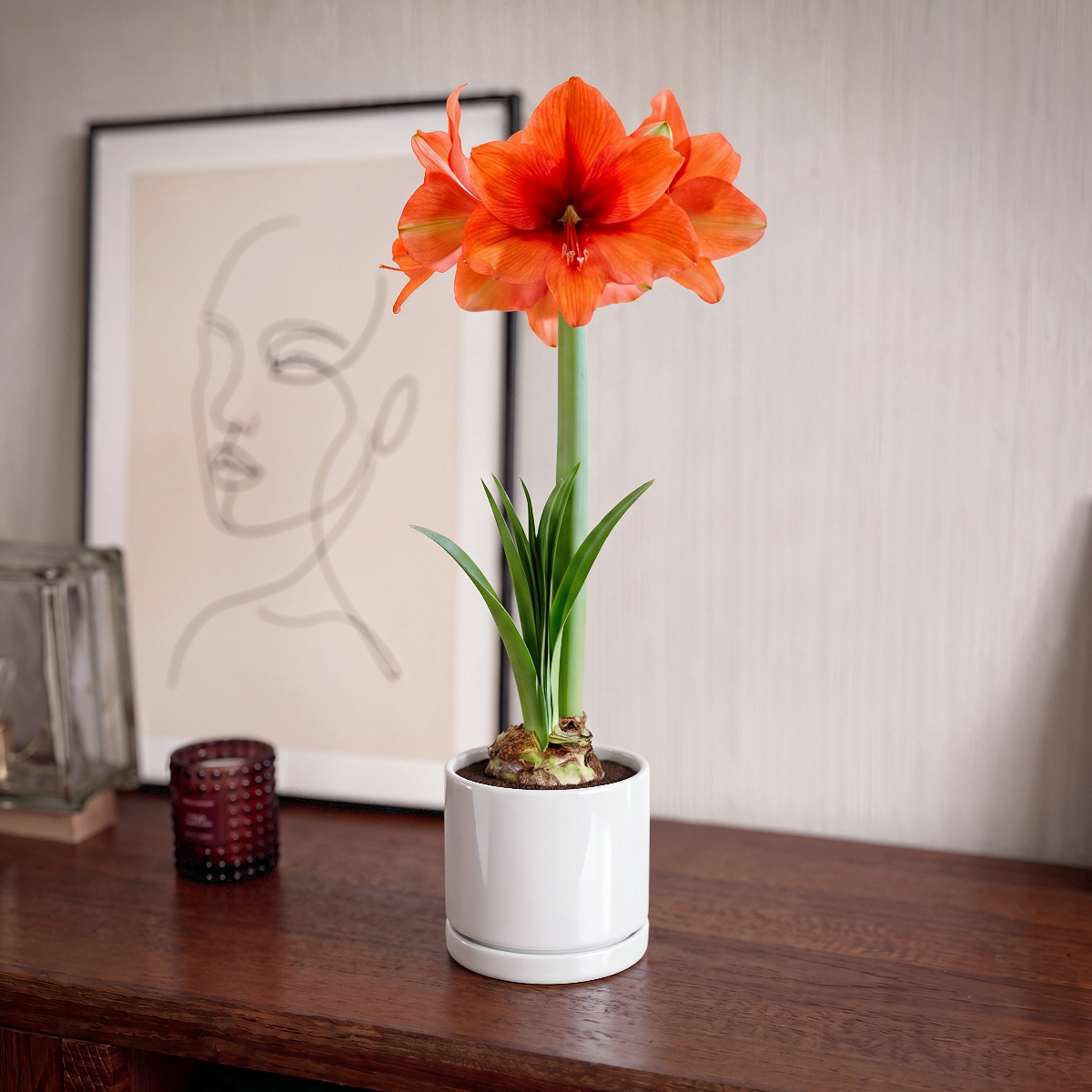 Amaryllis Gold Medal