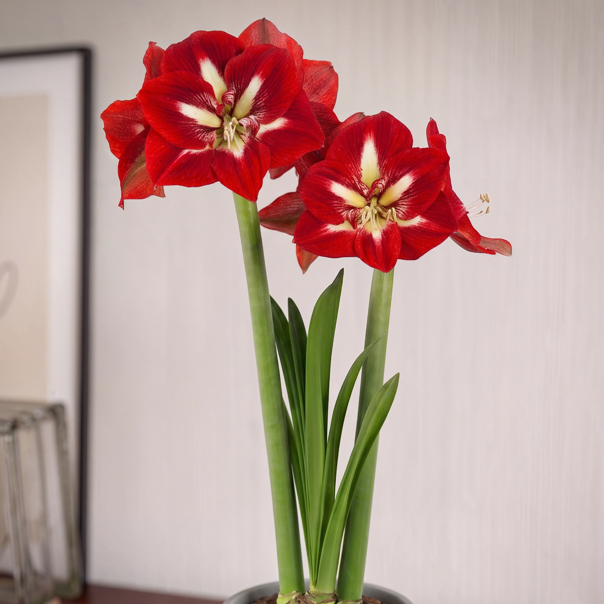 Amaryllis Barbados