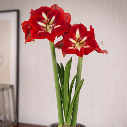 Amaryllis Barbados