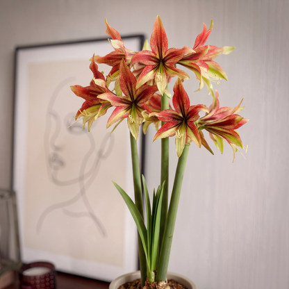 Amaryllis (Hippeastrum) Mystica