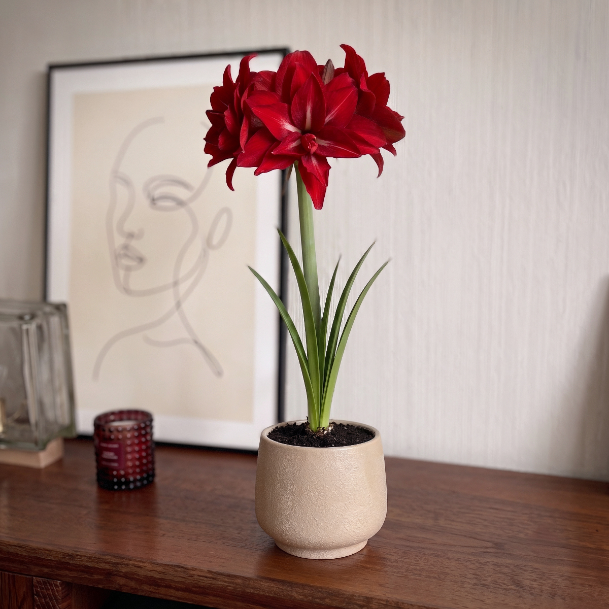 Amaryllis Double Delicious