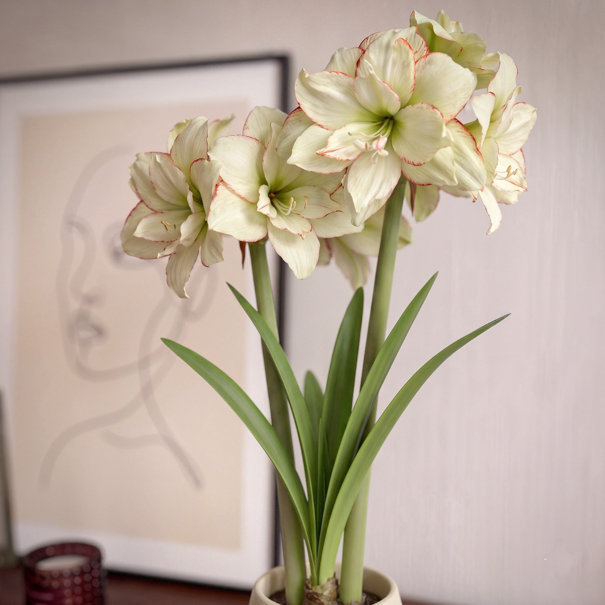 Amaryllis Picobello Majesty