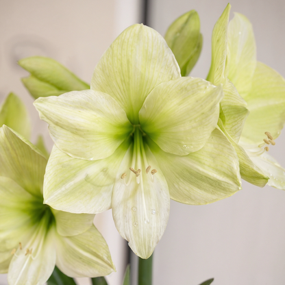 Amaryllis Luna