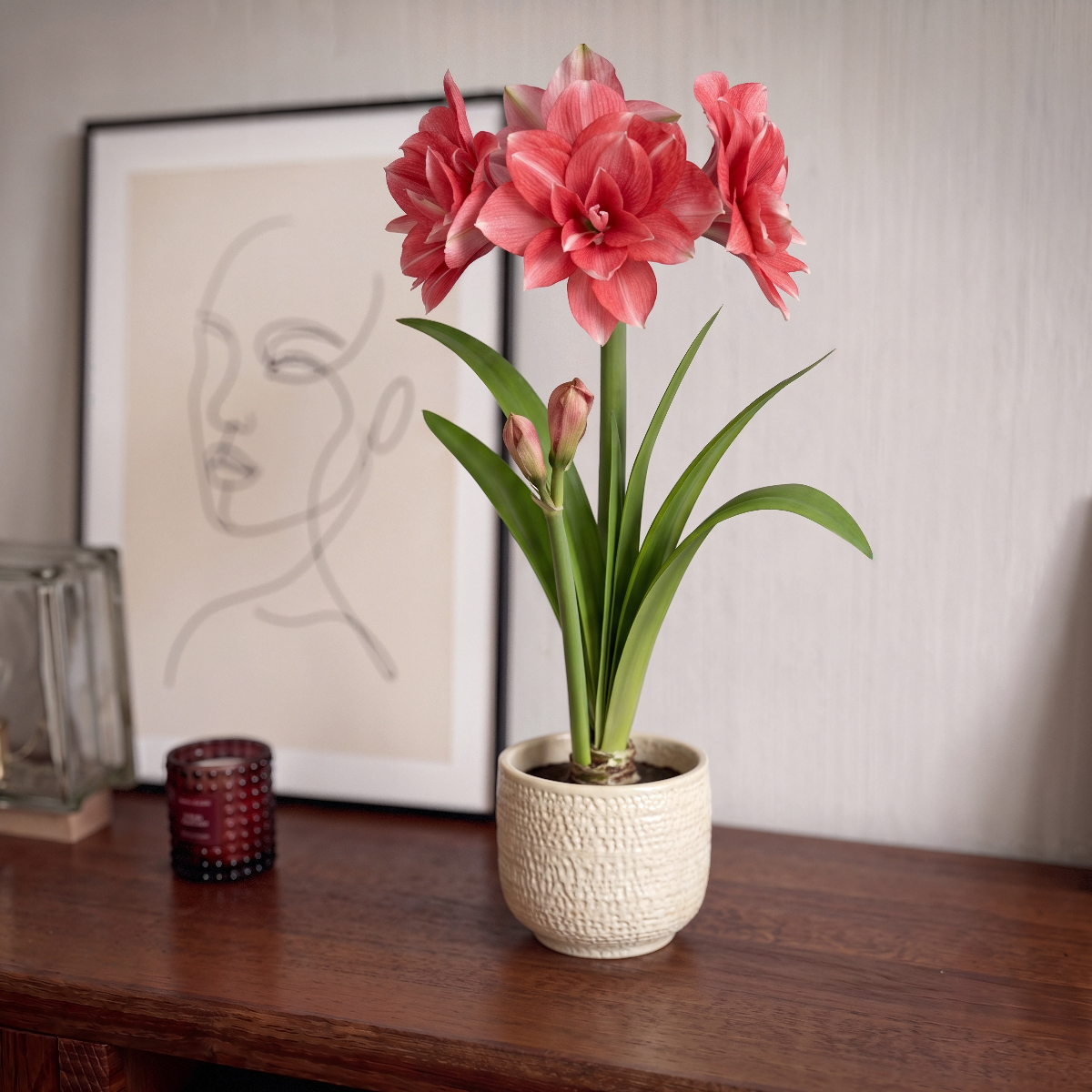 Amaryllis Double Dream