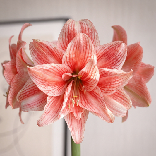 Amaryllis Hello Kitty