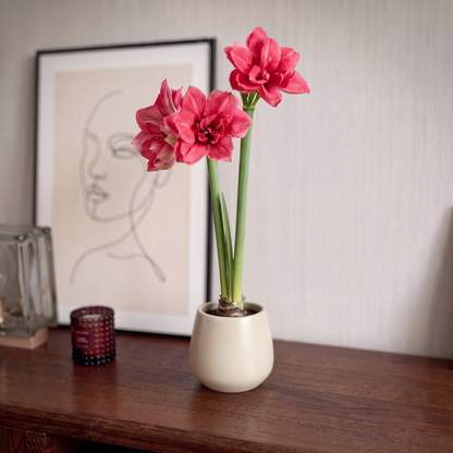 Amaryllis Pink Symphony