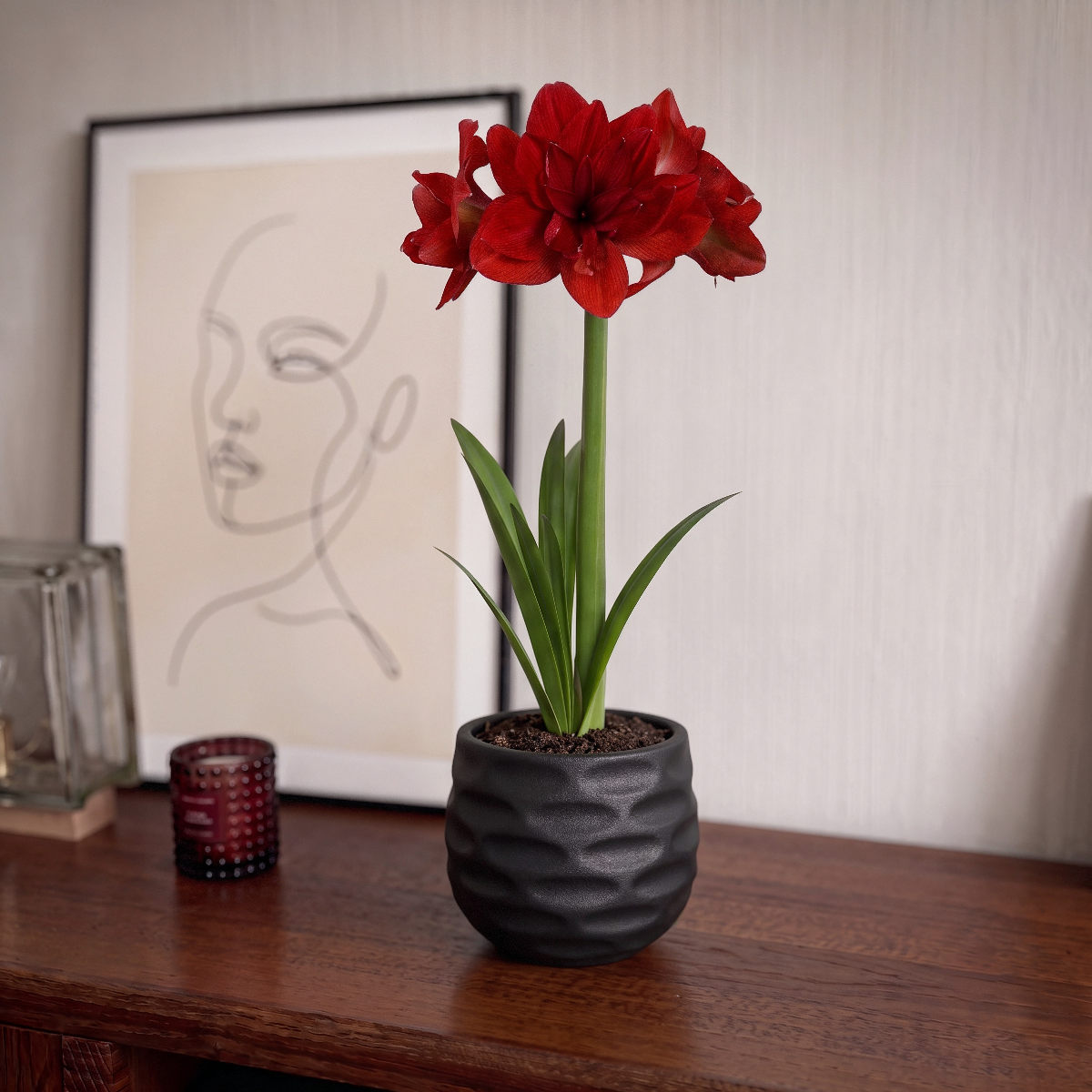 Amaryllis Red Glory