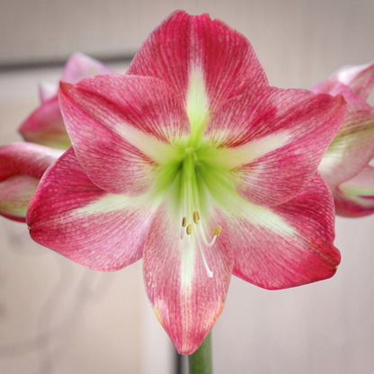 Amaryllis Exposure