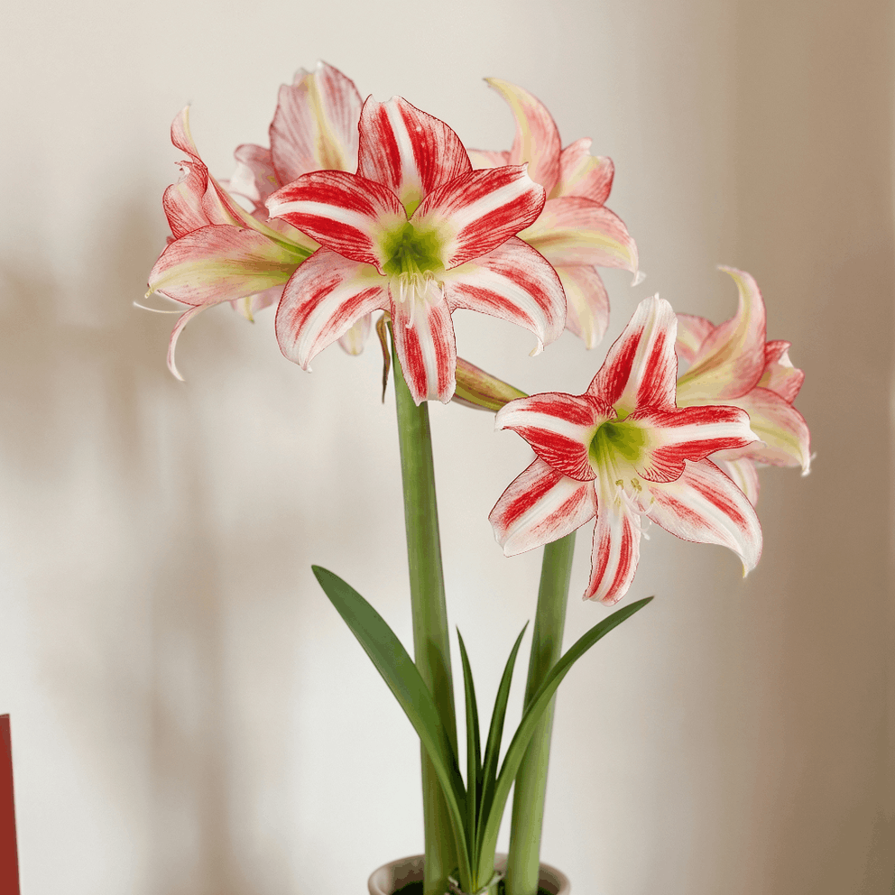 Amaryllis Strawberry Ice