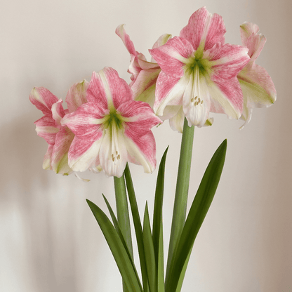Amaryllis Duet Candy