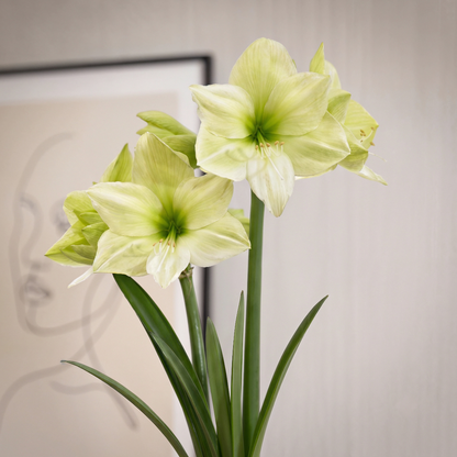 Amaryllis Luna