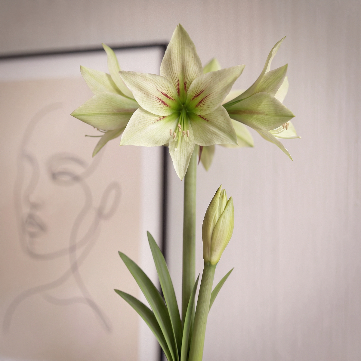 Amaryllis Green Valley