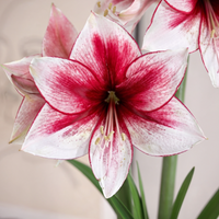 Amaryllis (Hippeastrum) Temptation