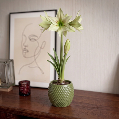 Amaryllis Green Valley