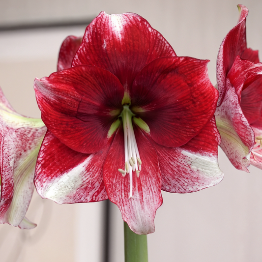 Amaryllis American Dream