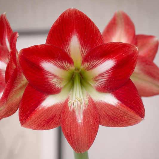 Amaryllis Bright Spark