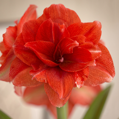 Amaryllis (Hippeastrum) Ragtime