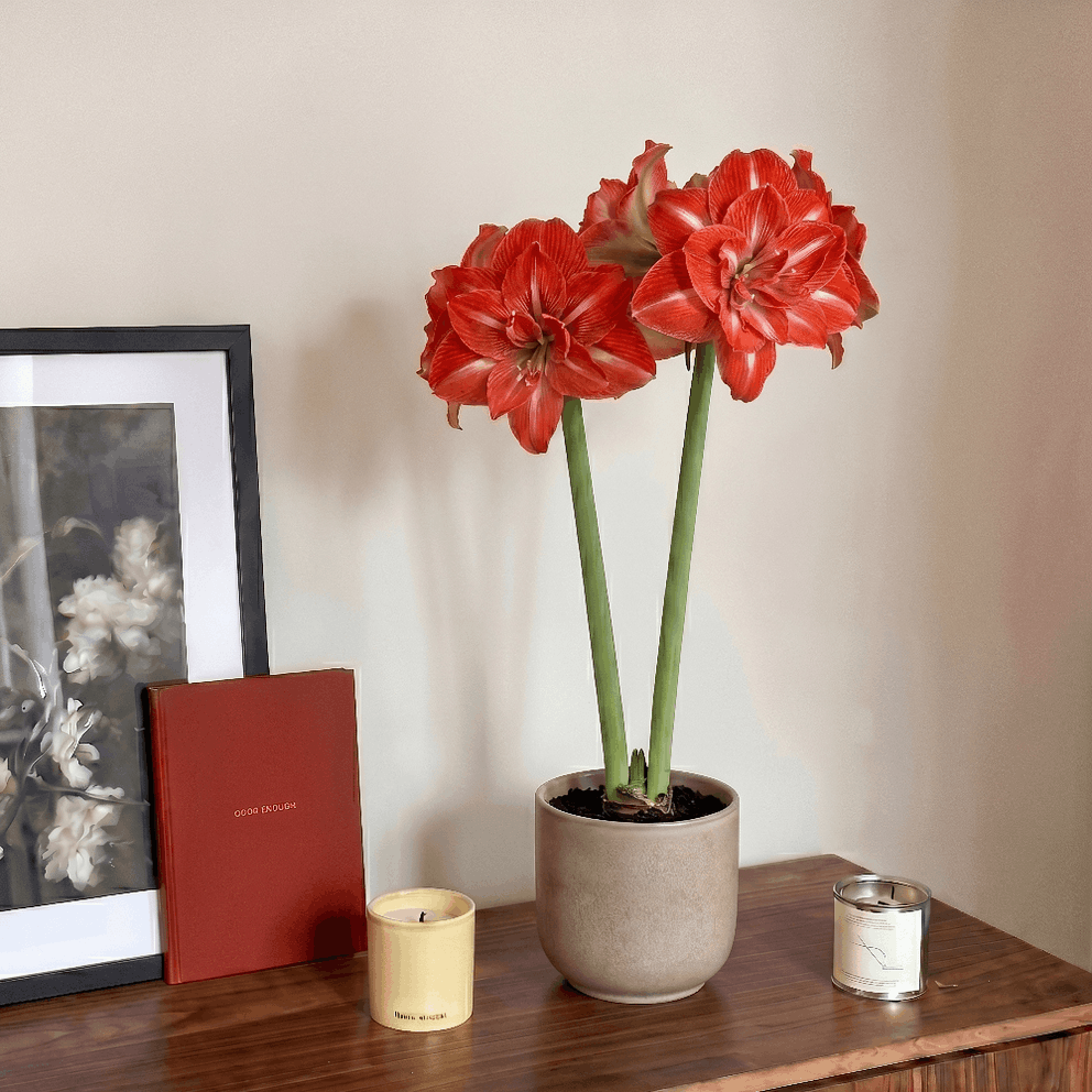 Amaryllis Tropical Nymph