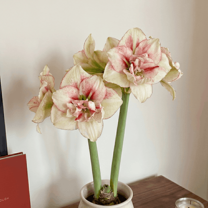 Amaryllis (Hippeastrum) Irinia