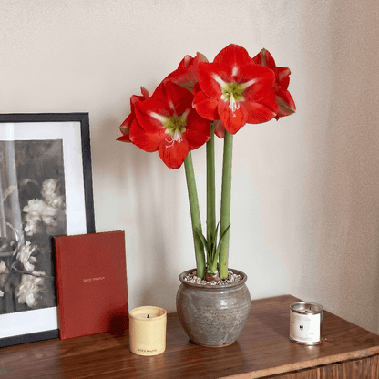 Amaryllis Capella