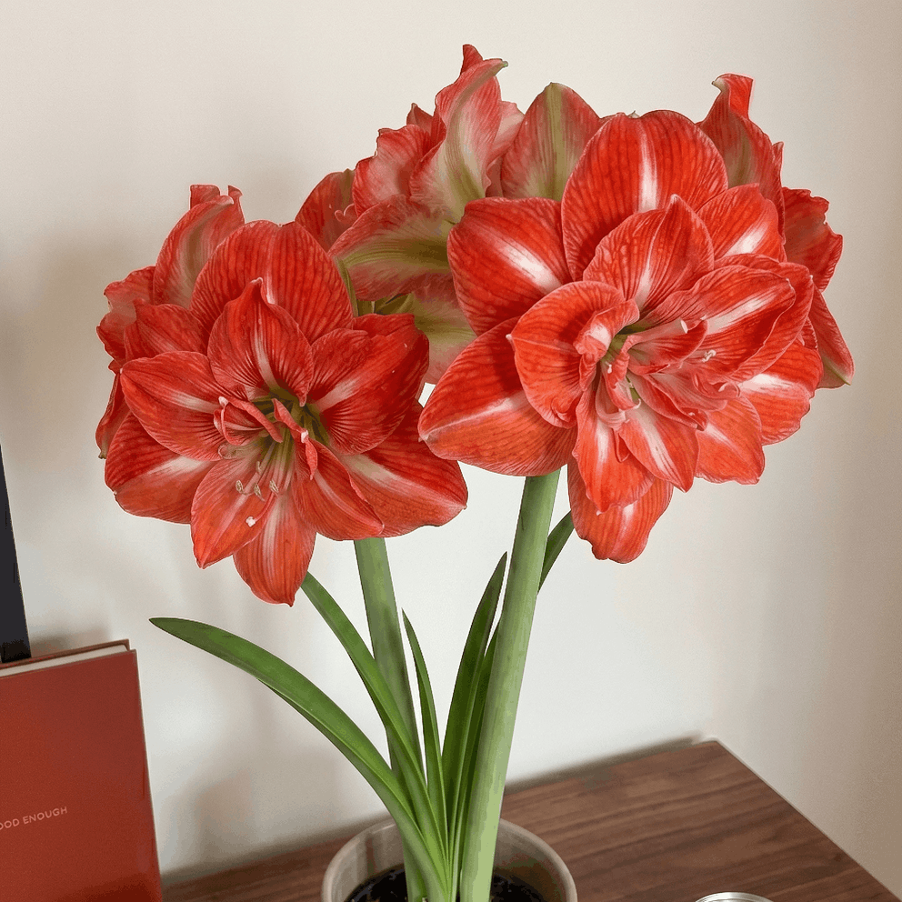 Amaryllis Tropical Nymph