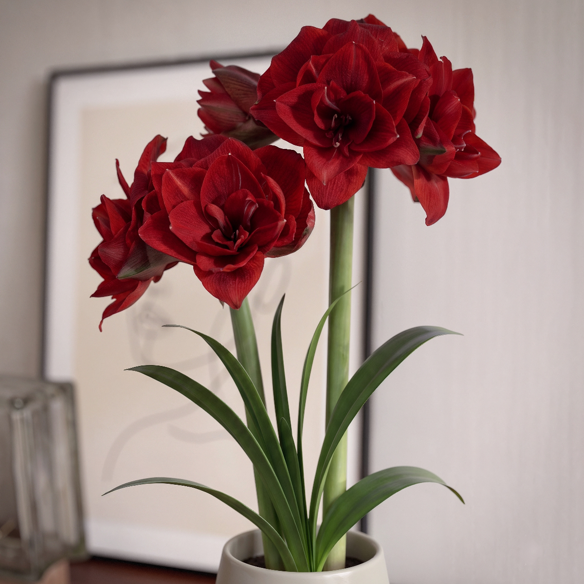 Amaryllis Cherry Nymph