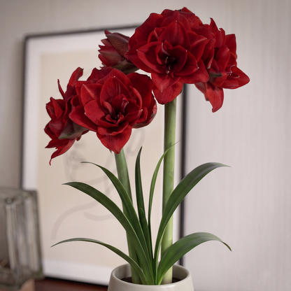 Amaryllis Cherry Nymph