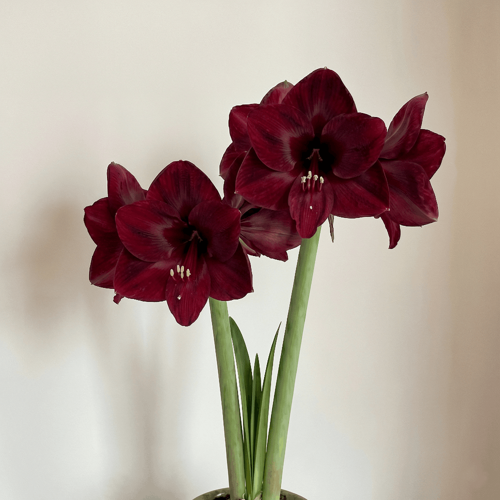 Amaryllis Corazon