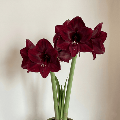 Amaryllis Corazon