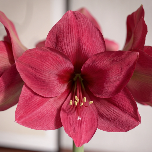 Amaryllis Pleasure