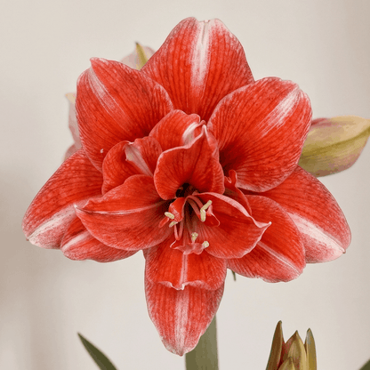 Amaryllis  (Hippeastrum) Nr. 1581-1