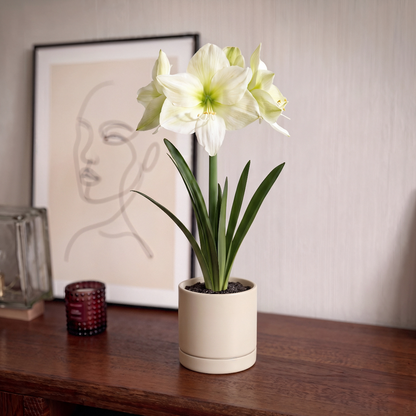 Amaryllis Lemon Star