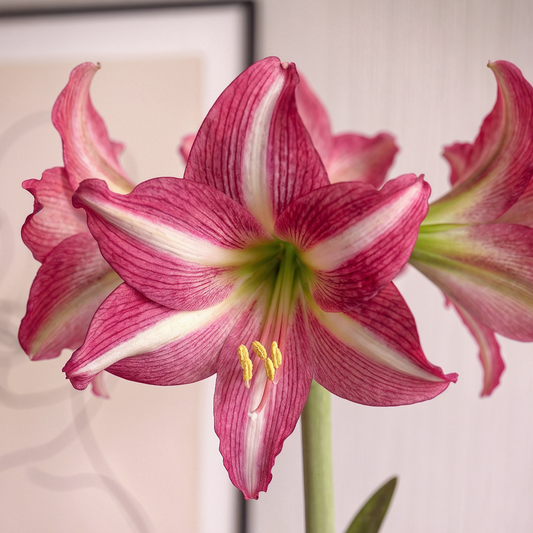 Amaryllis Estella