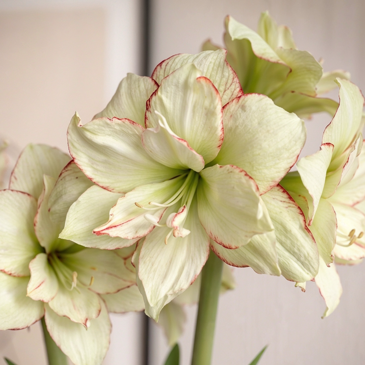 Amaryllis Picobello Majesty