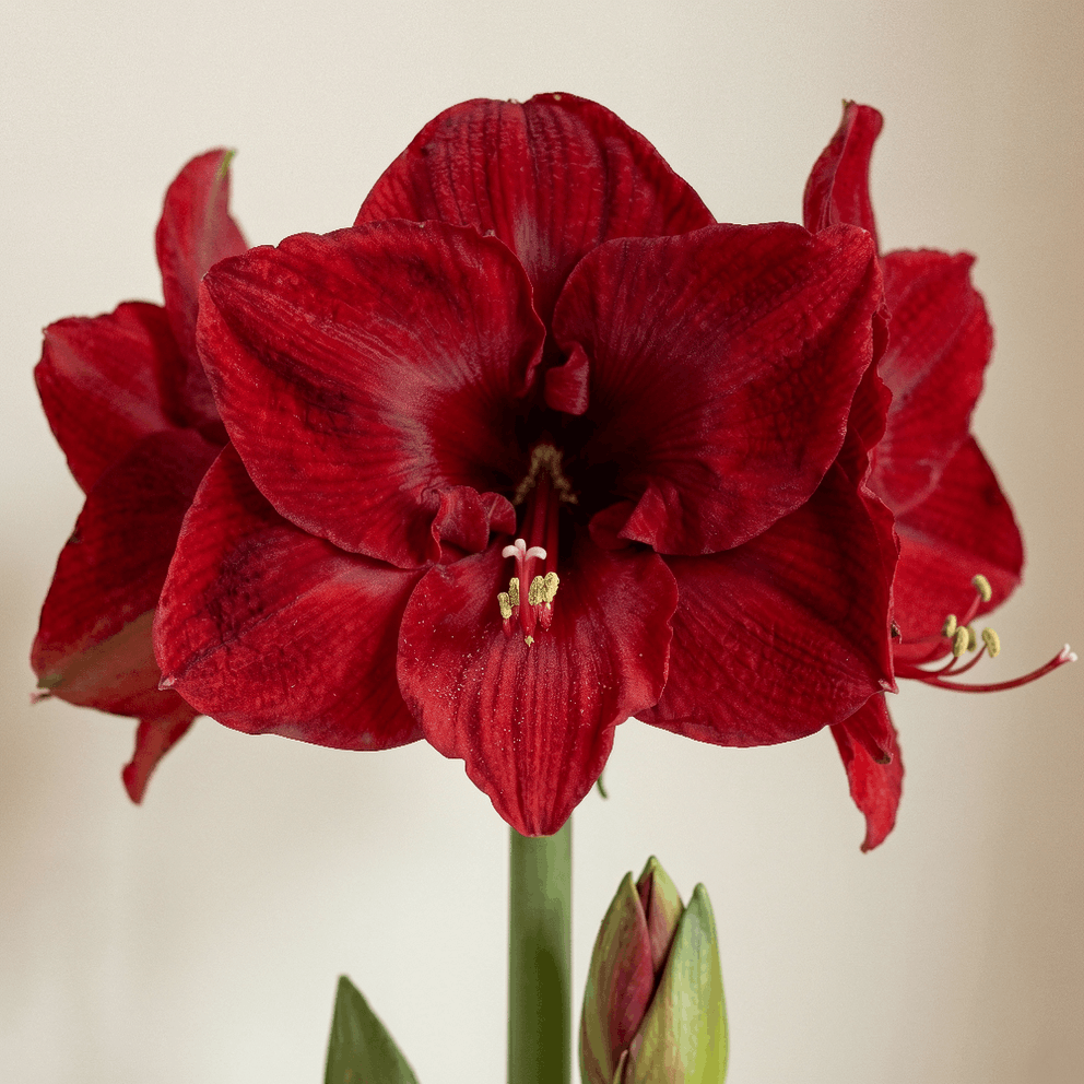Amaryllis Merry Christmas