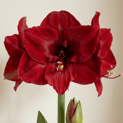 Amaryllis Merry Christmas