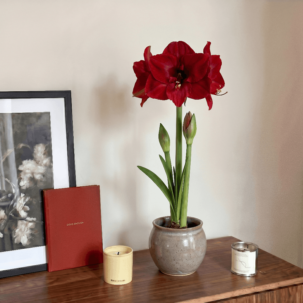Amaryllis Merry Christmas