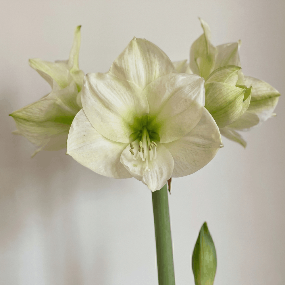 Amaryllis Montana