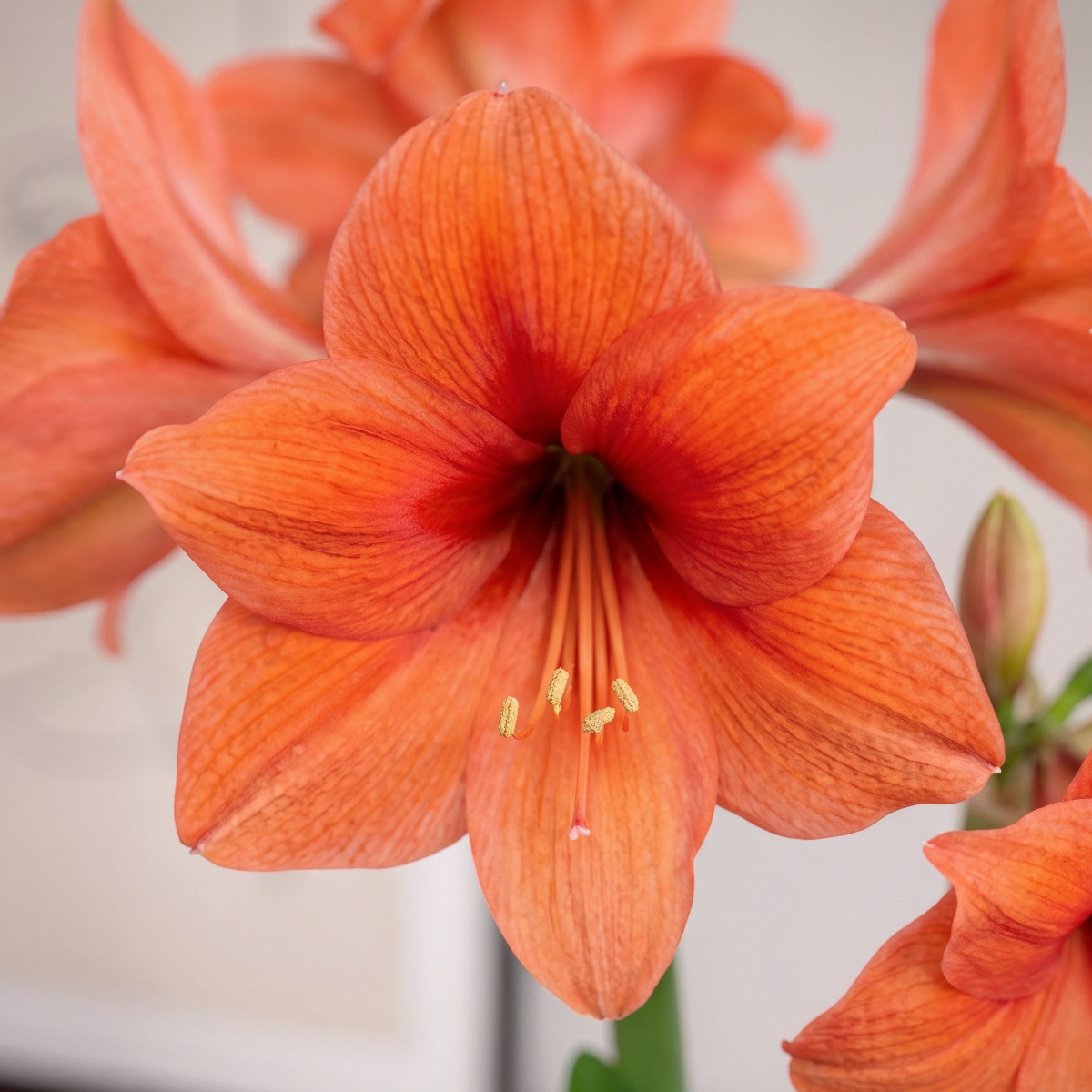 Amaryllis Orange Souvereign