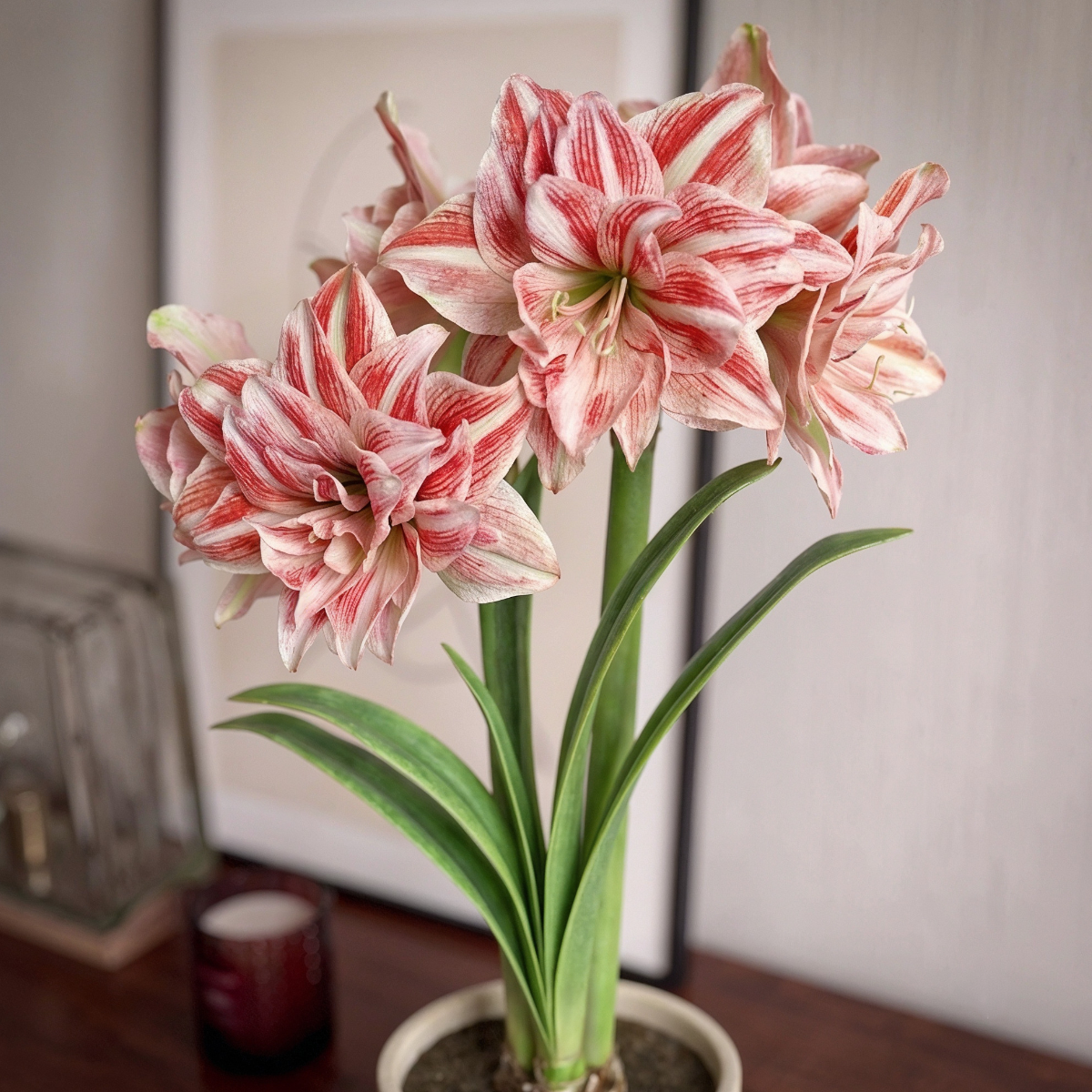 Amaryllis Dancing Queen