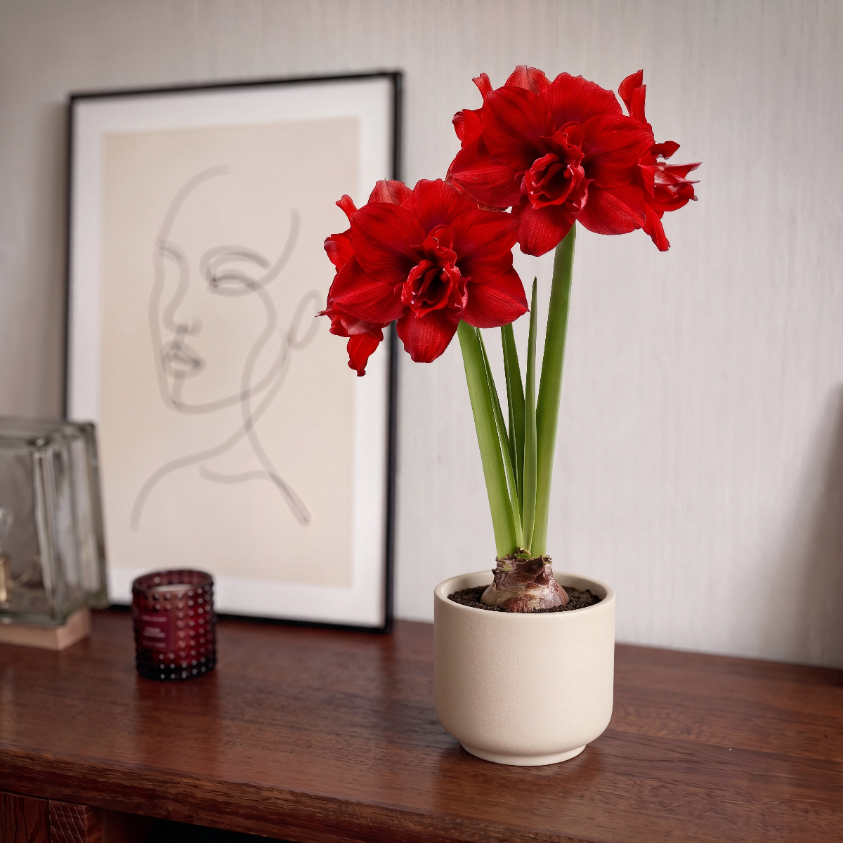 Amaryllis (Hippeastrum) #28