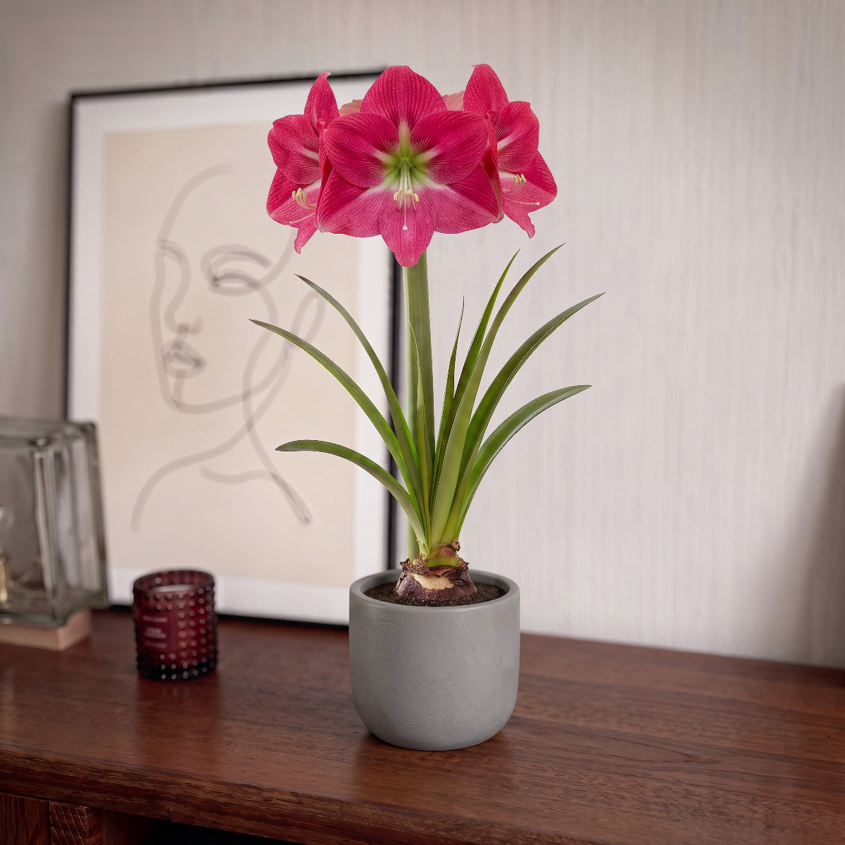 Amaryllis Amalfi