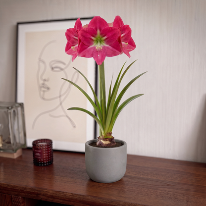 Amaryllis Amalfi